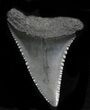 Serrated Fossil Great White Shark Tooth - #31609-1